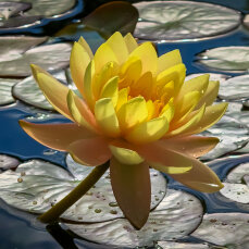 Seerose Nymphaea Sulphurea der gelbe Dauerblüher