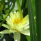 Seerose Nymphaea Sulphurea der gelbe Dauerblüher