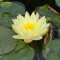 Seerose Nymphaea Sulphurea der gelbe Dauerblüher