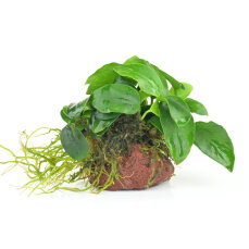Anubias auf Lavastein , Decorpflanze für...