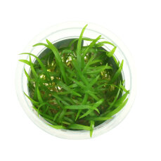 Sagittaria subulata - Flutendes Pfeilkraut InVitro-Pflanze