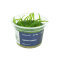 Sagittaria subulata - Flutendes Pfeilkraut InVitro-Pflanze