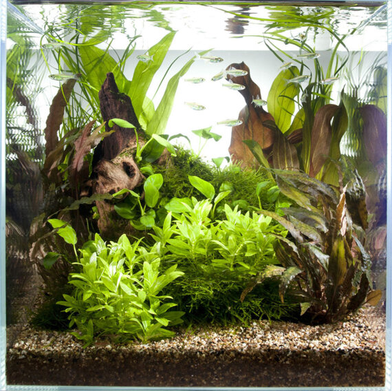 Aquarienlayout 43 von Tropica für ein 30 Liter  Aquarium