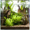 Aquarienlayout 43 von Tropica für ein 30 Liter  Aquarium