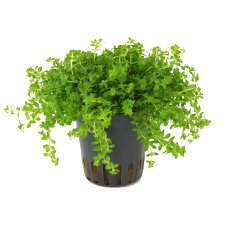 Hemianthus glomeratus - Bodendecker