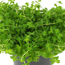 Hemianthus glomeratus - Bodendecker