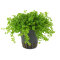 Hemianthus glomeratus - Bodendecker