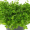 Hemianthus glomeratus - Bodendecker