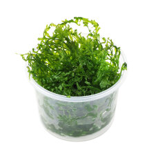 Bolbitis heudelotii - Kongofarn, Kongowasserfarn InVitro Dose - Special Edition