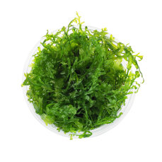 Bolbitis heudelotii - Kongofarn, Kongowasserfarn InVitro Dose - Special Edition