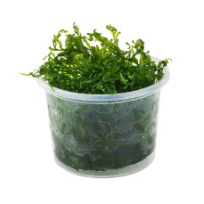 Bolbitis heudelotii - Kongofarn, Kongowasserfarn InVitro Dose - Special Edition
