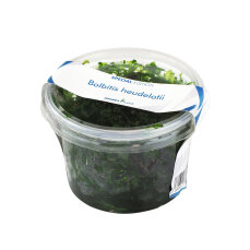 Bolbitis heudelotii - Kongofarn, Kongowasserfarn InVitro Dose - Special Edition