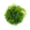 Bolbitis heudelotii - Kongofarn, Kongowasserfarn InVitro Dose - Special Edition