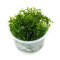 Bolbitis heudelotii - Kongofarn, Kongowasserfarn InVitro Dose - Special Edition