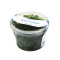 Bolbitis heudelotii - Kongofarn, Kongowasserfarn InVitro Dose - Special Edition