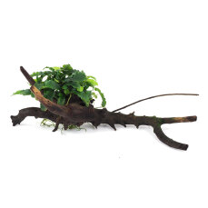 Bucephalandra auf Wurzel aufgebunden 13 - 22 cm - special...