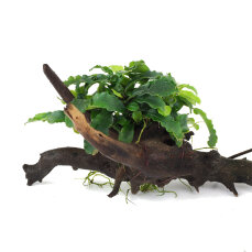 Bucephalandra auf Wurzel aufgebunden 13 - 22 cm - special...