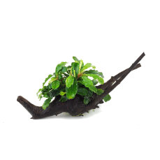 Bucephalandra auf Wurzel aufgebunden 13 - 22 cm - special No.10