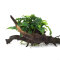 Bucephalandra auf Wurzel aufgebunden 13 - 22 cm - special No.10
