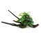 Bucephalandra auf Wurzel aufgebunden 13 - 22 cm - special No.10