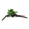 Bucephalandra auf Wurzel aufgebunden 13 - 22 cm - special No.10