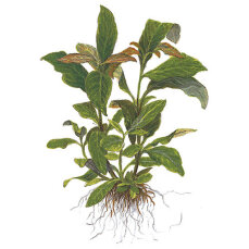 Hygrophila corymbosa Siamensis - Schmalblättriger Riesenwasserfreund