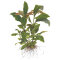 Hygrophila corymbosa Siamensis - Schmalblättriger Riesenwasserfreund