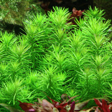 Pogostemon deccanensis Meristempflanze algen- und...