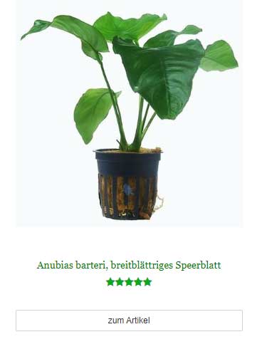 Anubias barteri, breitblättriges Speerblatt