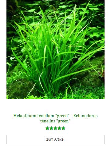 Helanthium tenellum