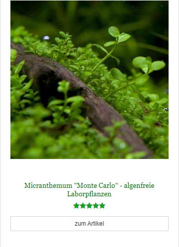 Micranthemum Monte Carlo