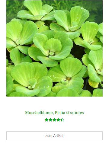 Muschelblume, Pistia stratiotes