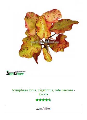 Nymphaea lotus, Tigerlotus, rote Seerose - Knolle