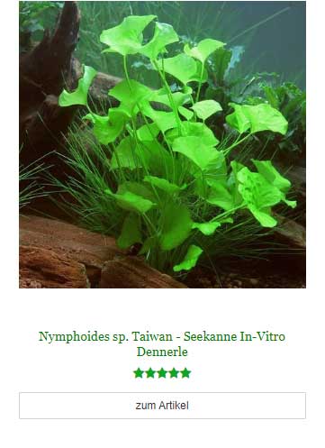 Nymphoides sp. Taiwan - Seekanne In-Vitro Dennerle